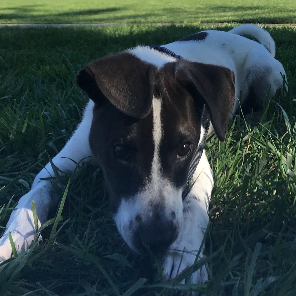Meet your Posher, Josie